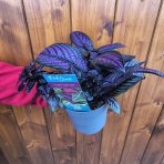 Perzský štít (Strobilanthes dyerianus) ‘METALLICA’ - výška 5-10 cm,⌀ 15-20 cm,  kont.P13